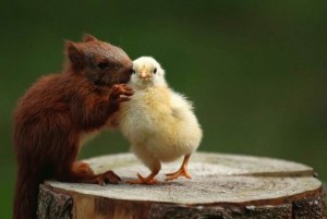 vriendschap-tusseneekhoorn-en-kuiken